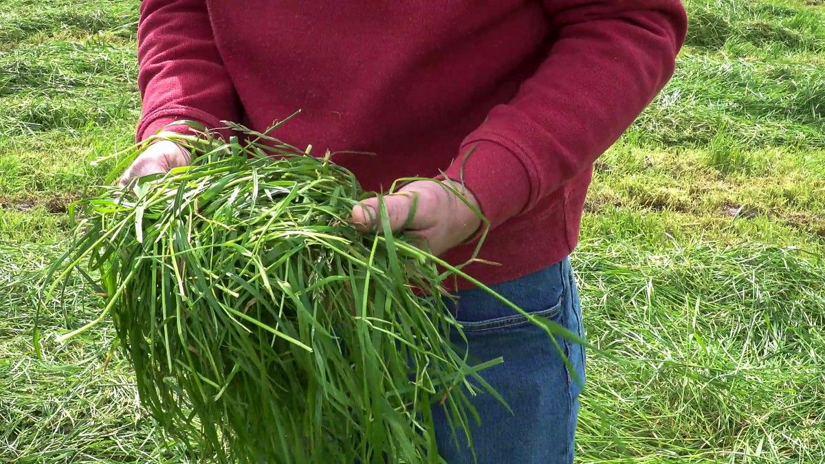 2020 Pasture Profit Index announced by Teagasc and the department