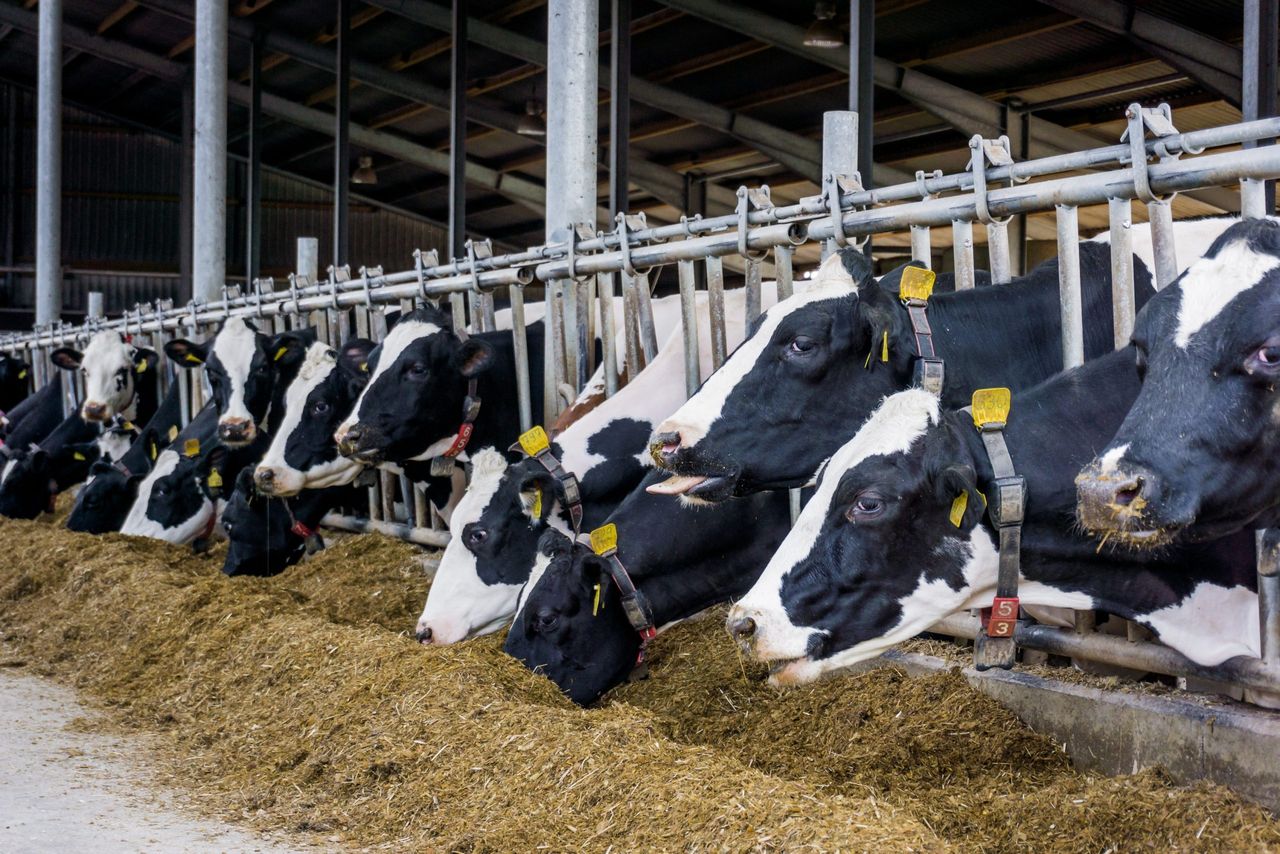 Farmers warned of increased risk of mycotoxin in silage after drought