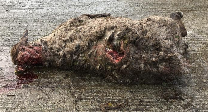 Graphic images: In-lamb ewes brutally attacked in Co. Galway in latest dog attack