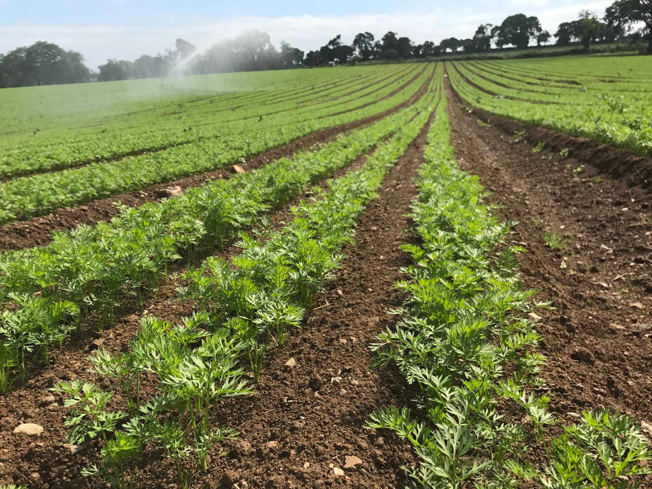 What areas of minority crops were grown in 2019?