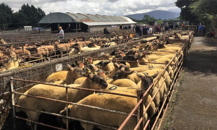 All roads to lead to Borris on Saturday for 57th annual show and sale