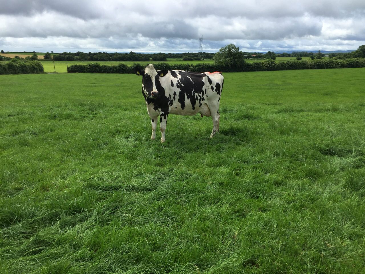 Holy cow - friends' insurance scam hits a wall (as well as a cow)!