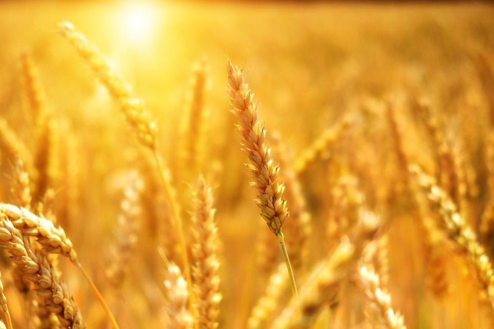 Global food commodity price index 'remains stable' for March