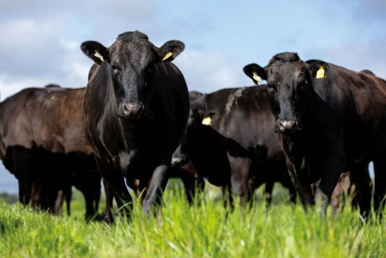 Aldi and ABP extend Wagyu partnership in €15m deal