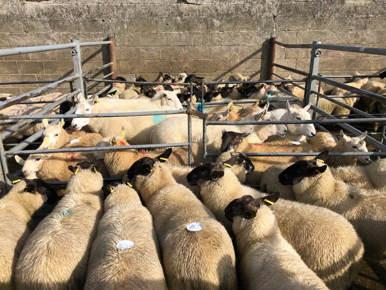 Sheep trade: Dirty sheep being presented to the factory becoming a problem