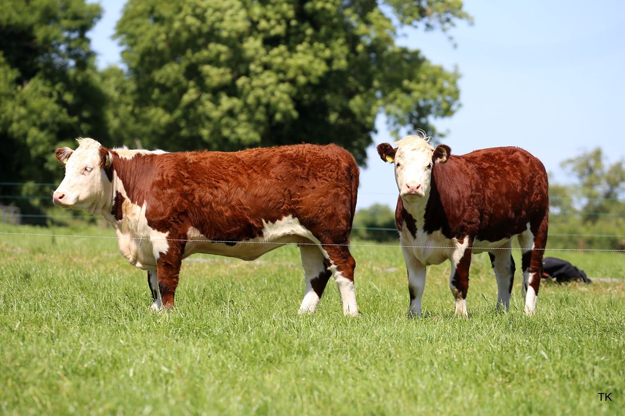 Tullamore mart to host pedigree Hereford heifer sale