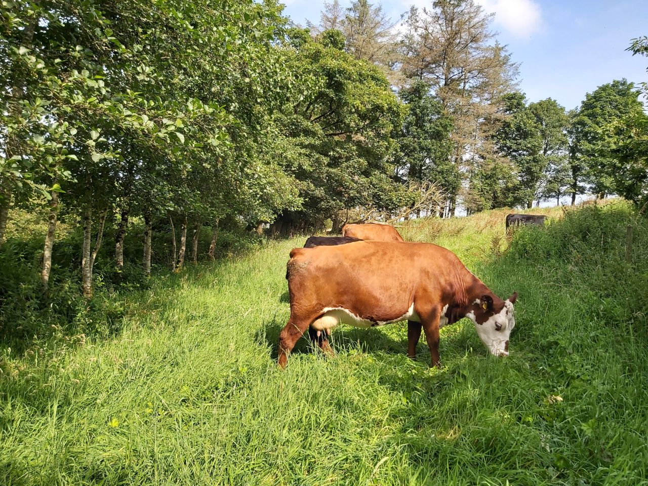 AstraZeneca turns to cow manure to cut carbon footprint