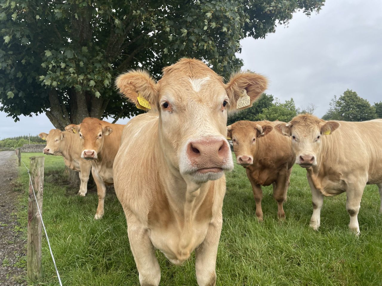 Behind the Big Mac: Kilkenny farmer supplying beef for McDonald's