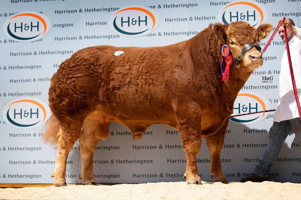 Image source: British Limousin Cattle Society