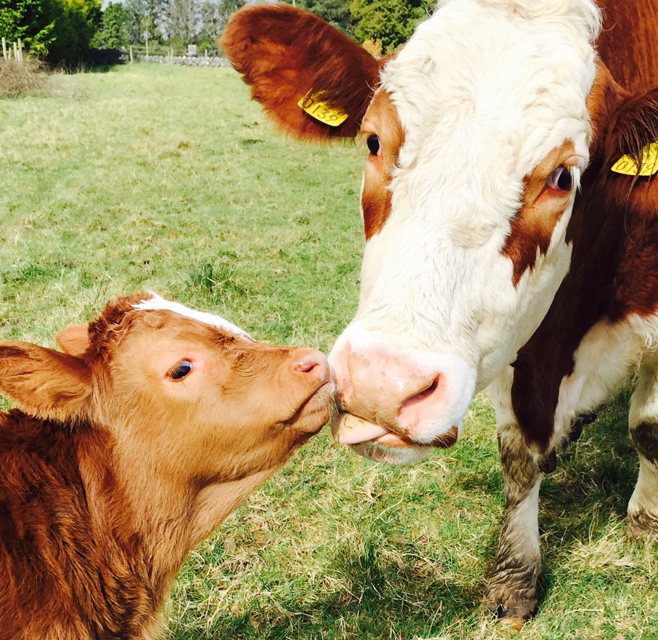 €3m awarded to EU project promoting Cow-Calf Contact system