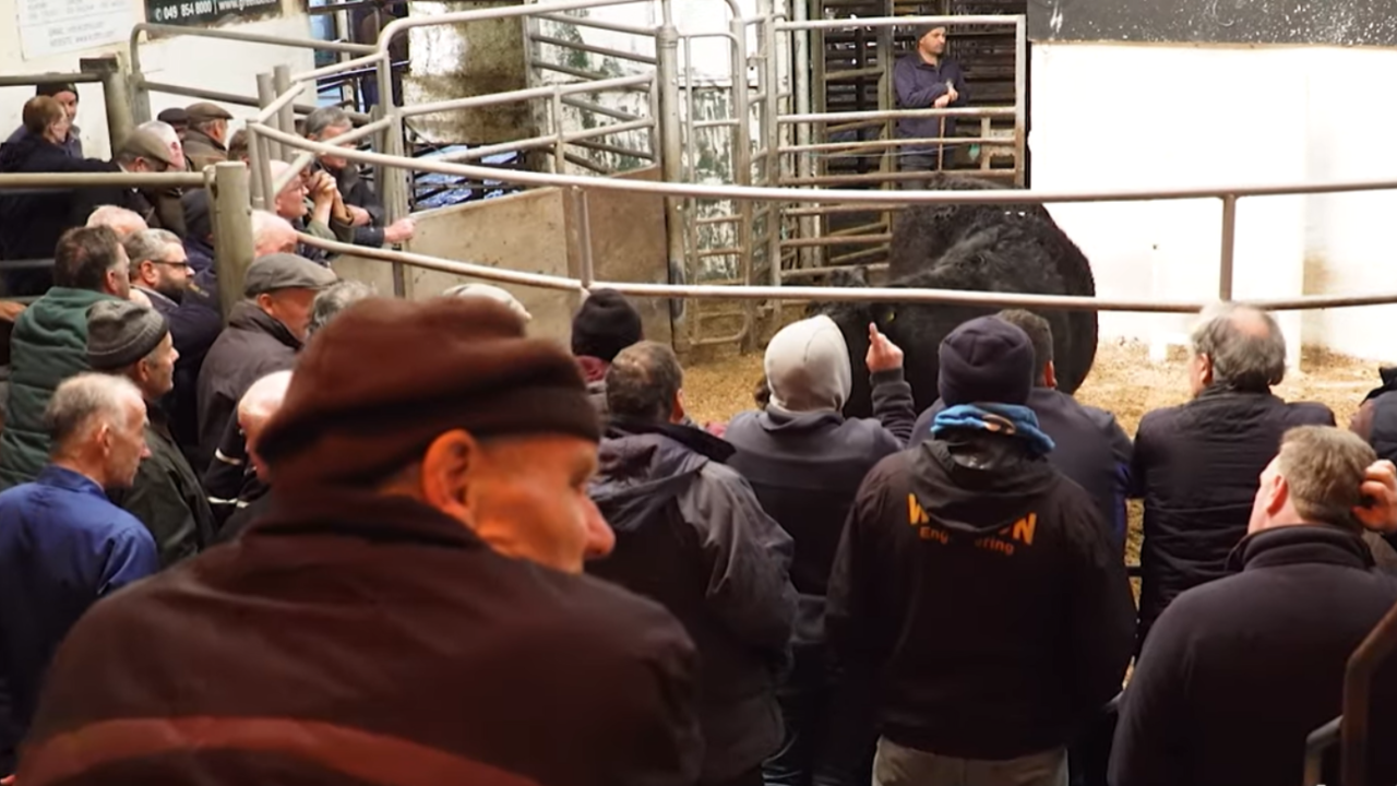Balla Mart: Average weanling bull price up €311 on last year