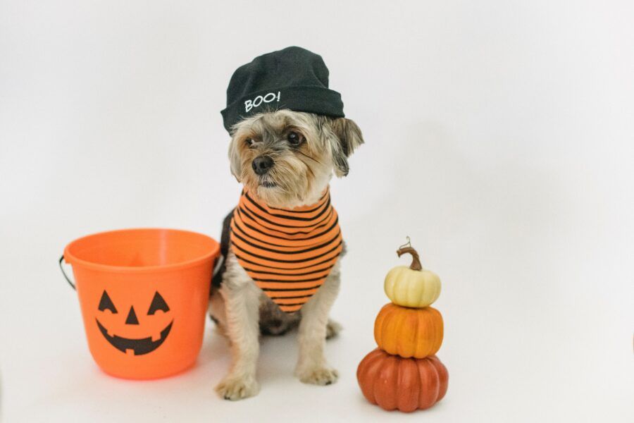 ISPCA gives safety tips for pets ahead of Halloween
