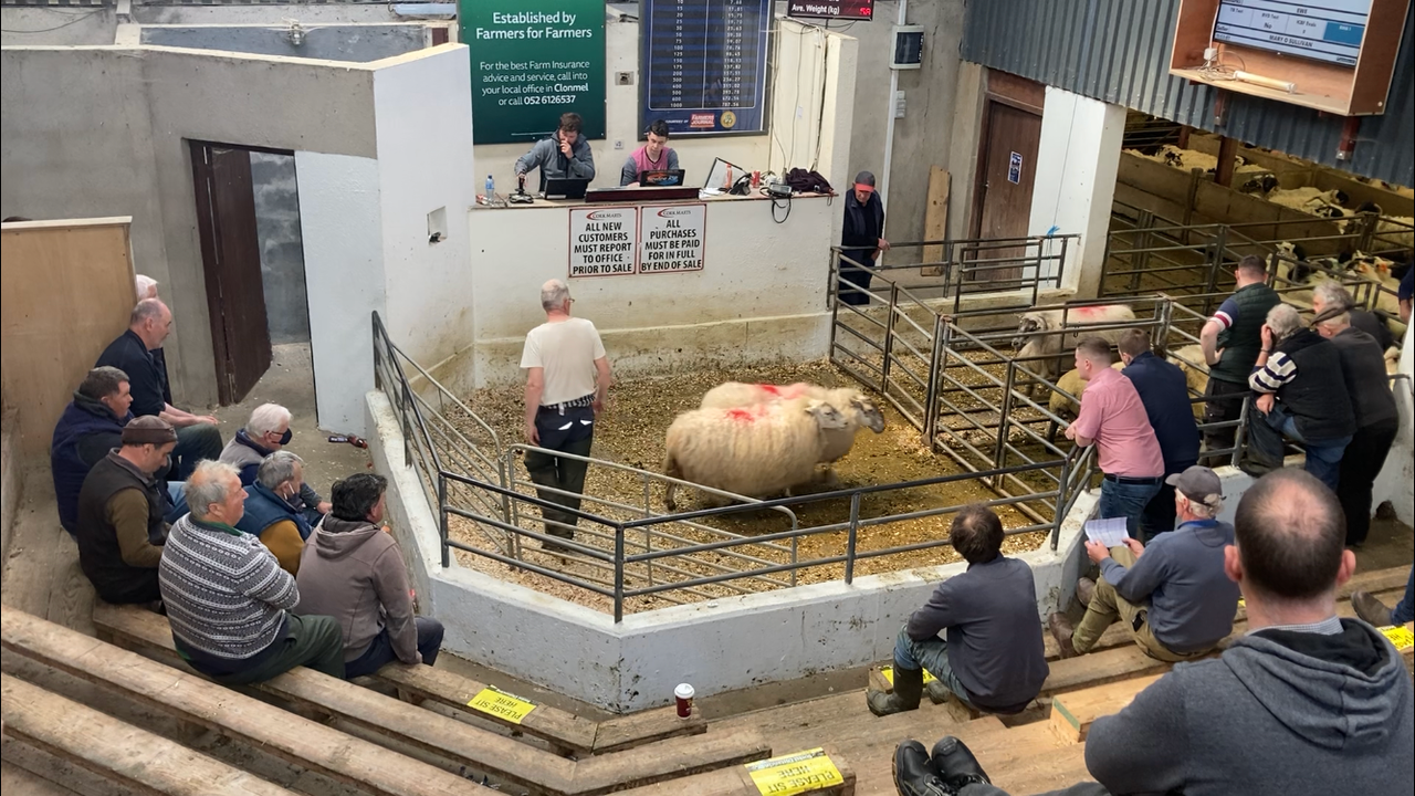Pics and prices: Spring lambs top €174/head at Cahir Mart
