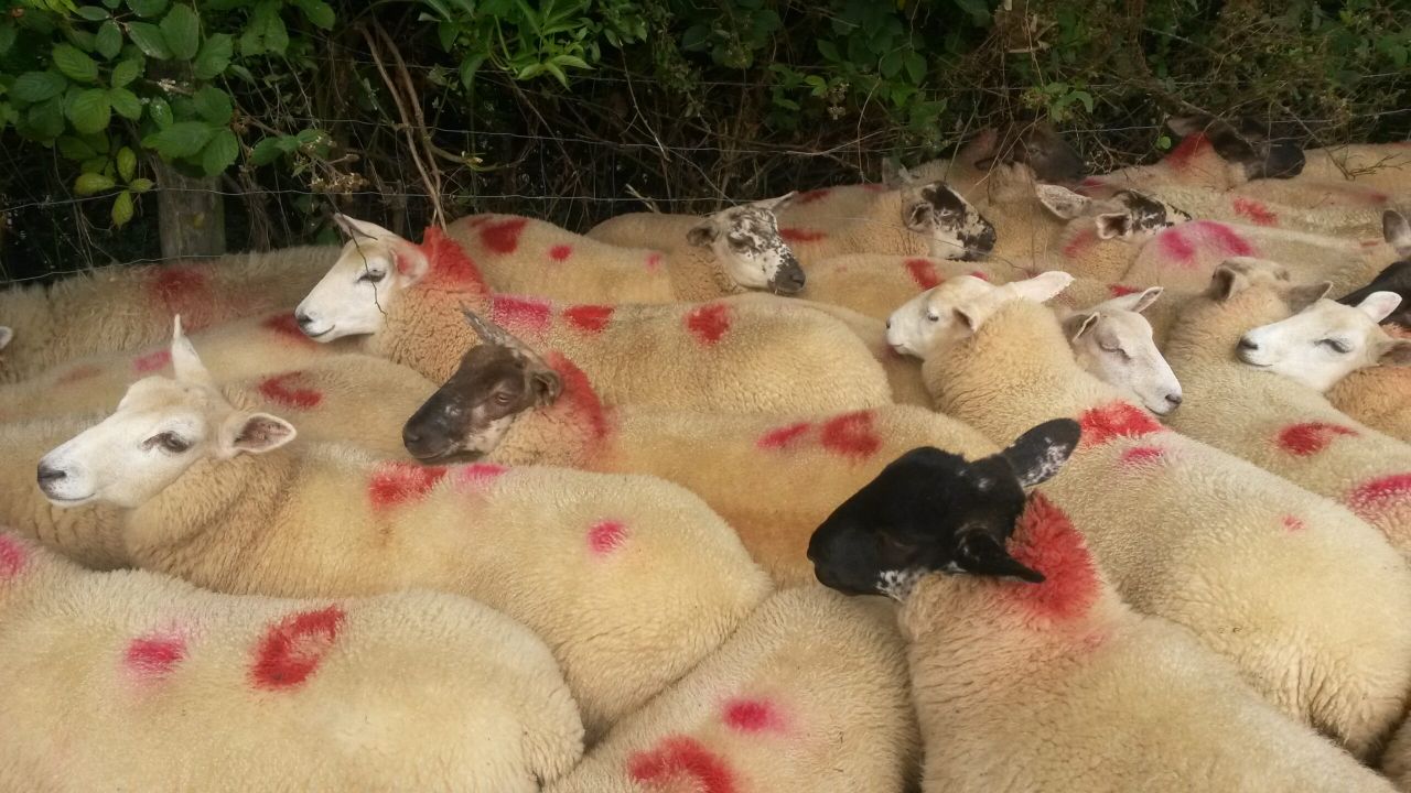 Why you should consider the costs when buying store lambs