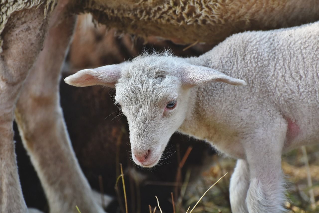 Gardaí warn dog owners that farmers can shoot animals 'worrying' sheep