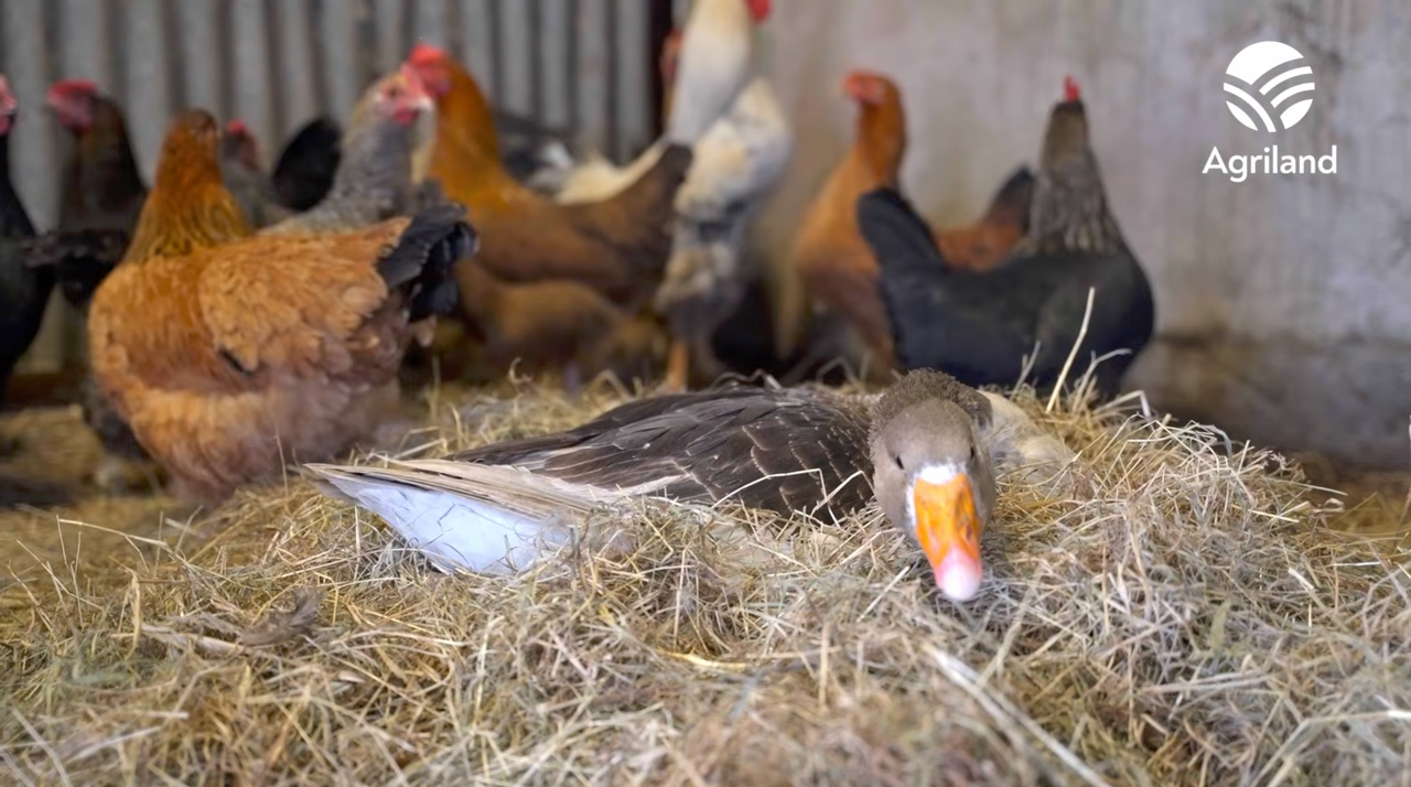 Concepta the "record breaking" goose
