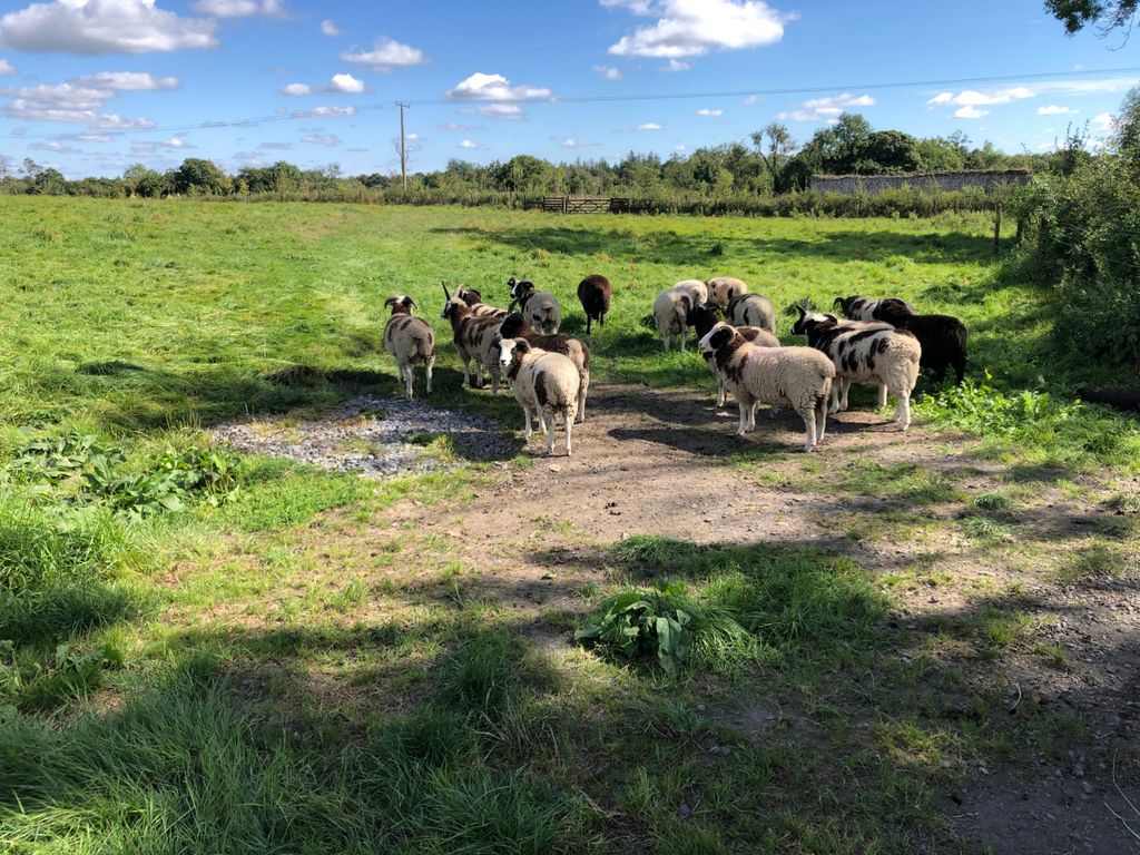 Jacob sheep