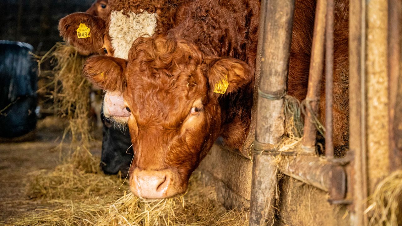 Beef trade: Quotes holding steady for the moment