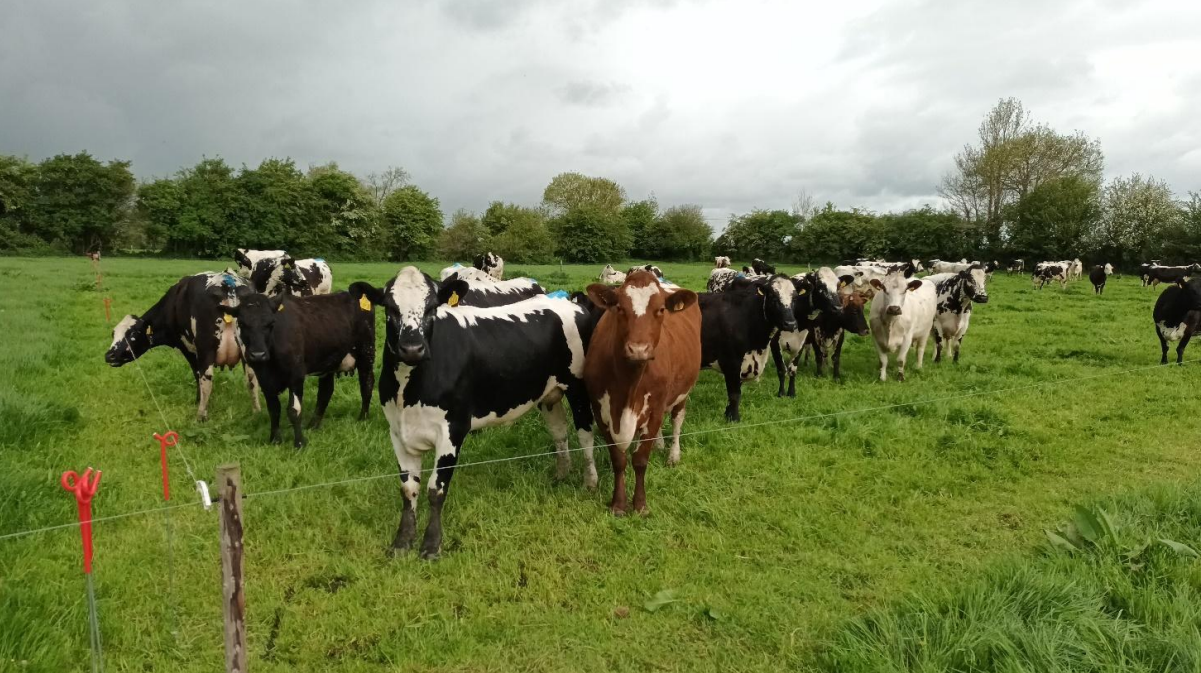 Call for research on commercial potential of native breeds