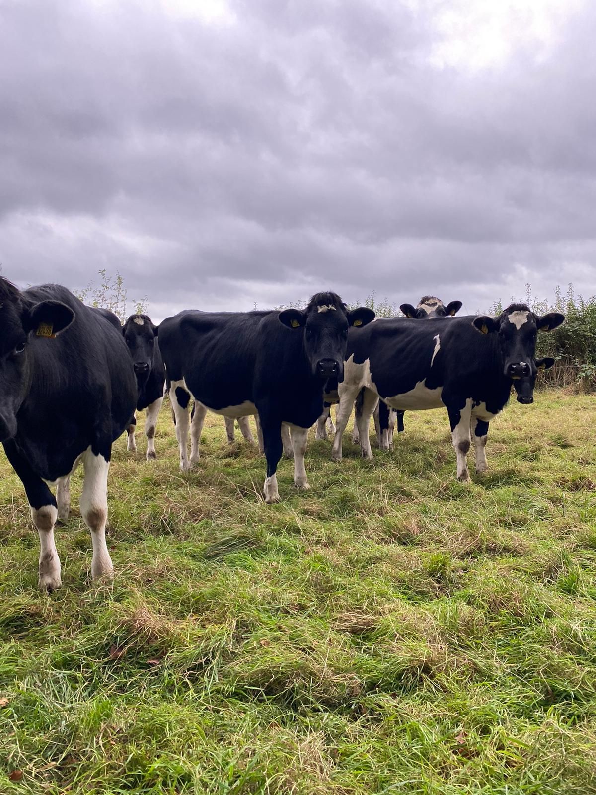 High EBI 'virtual sale' returns to Cashel Mart this Friday