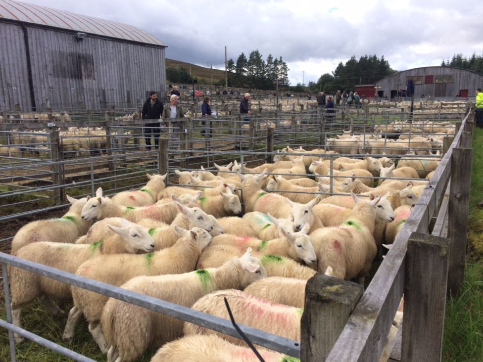 One of Europe's largest store lamb auctions draws over 15,000 sheep