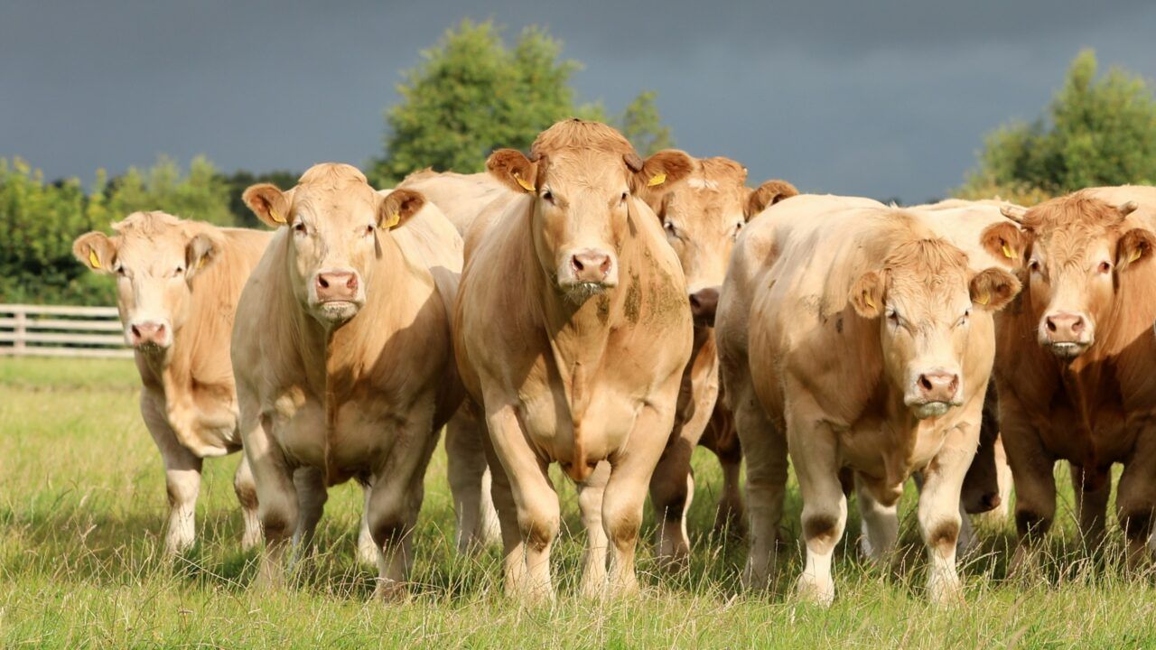 MII: Beef factories to review bonus payment rules for cattle