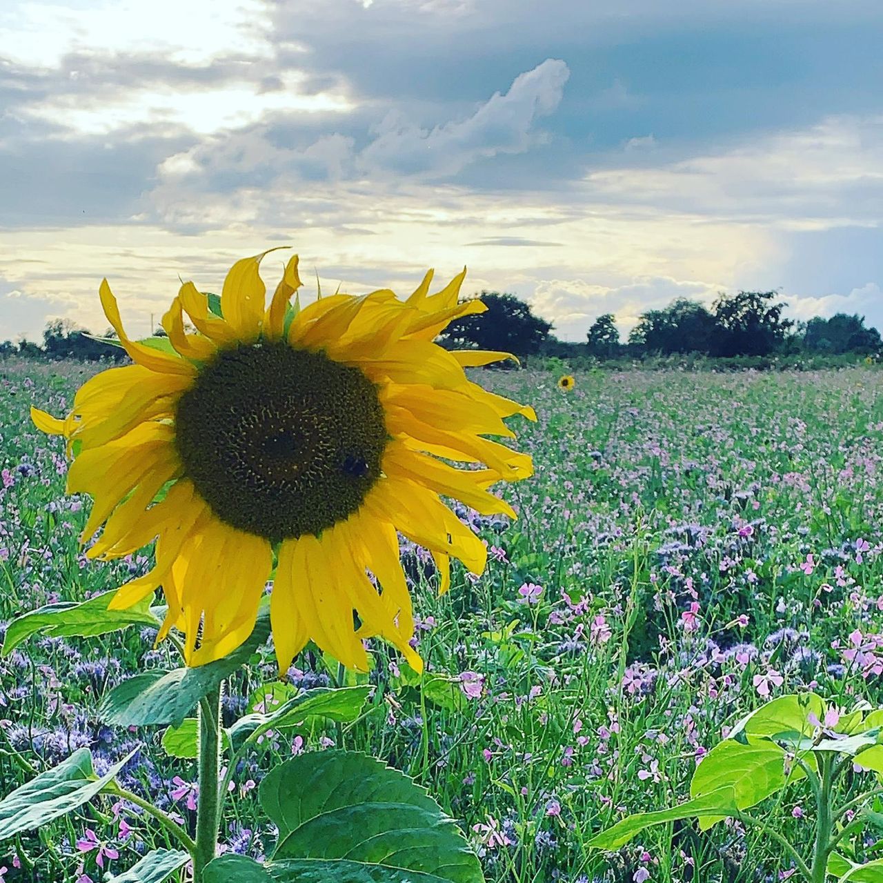 Farming for Nature ambassadors to host farm walks