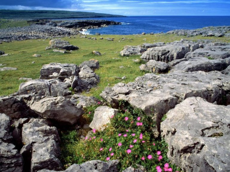 Nature organisation blames CAP for 'biodiversity decline'