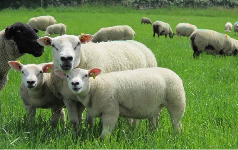 Reduce labour at lambing time