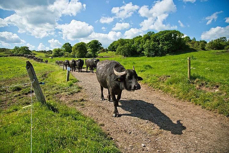 Video: How much did the first ever buffalo calves to go to an Irish mart make?