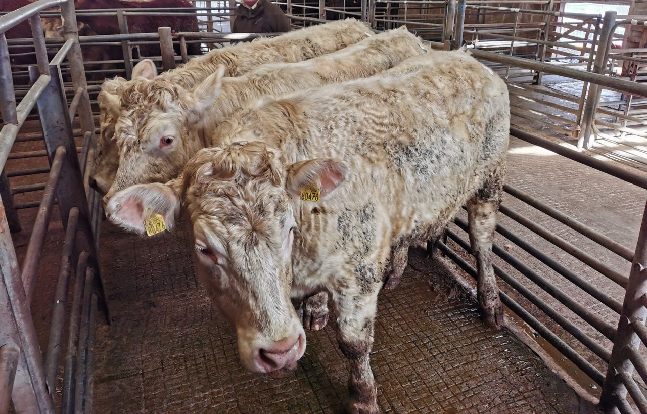 Cattle marts: Stores reported to be in high demand across the country