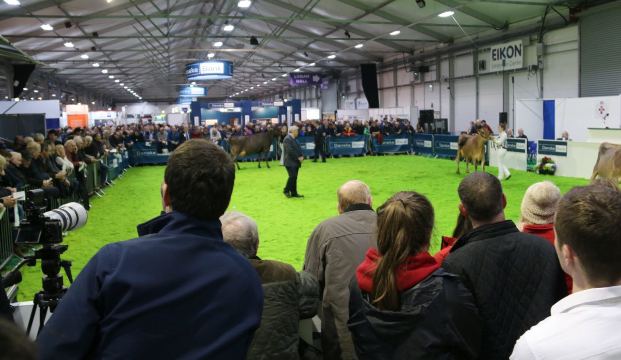 Winter Fair: Crowds flock to NI's flagship dairy show