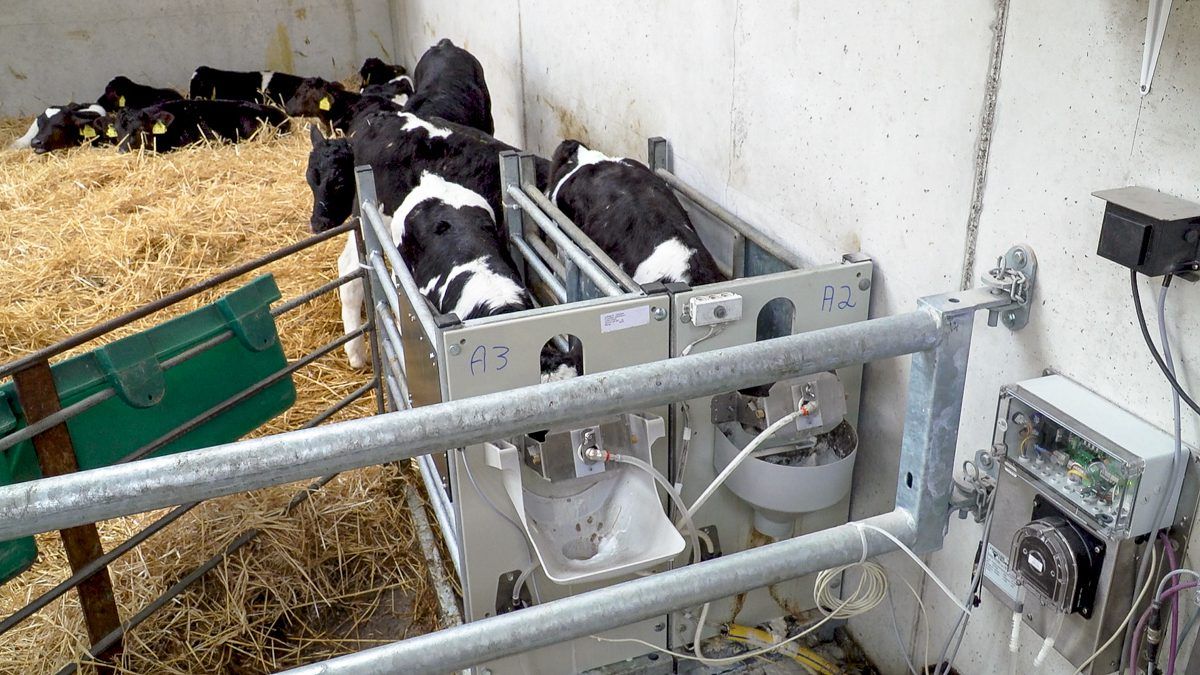 Factors to be considered when it comes to feeding dairy-beef calves