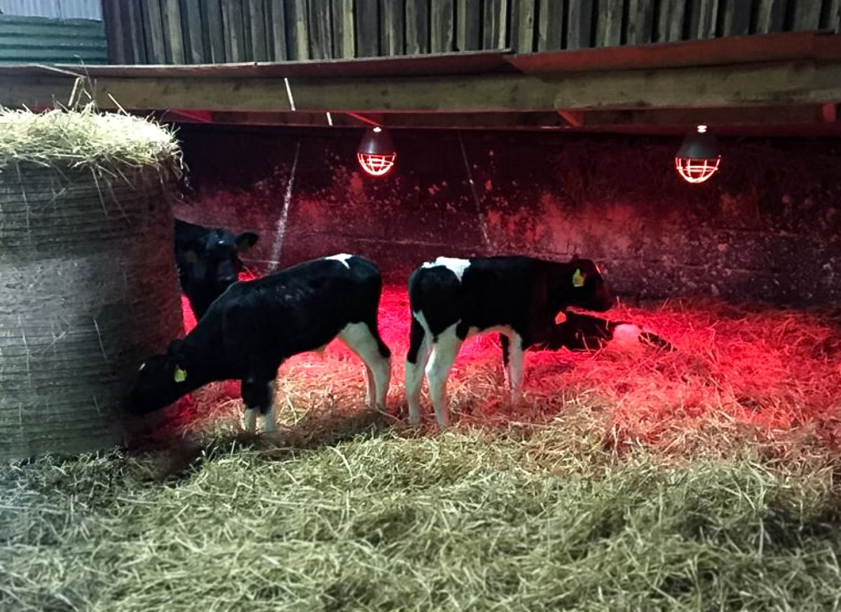 Successful calf rearing in Co. Westmeath