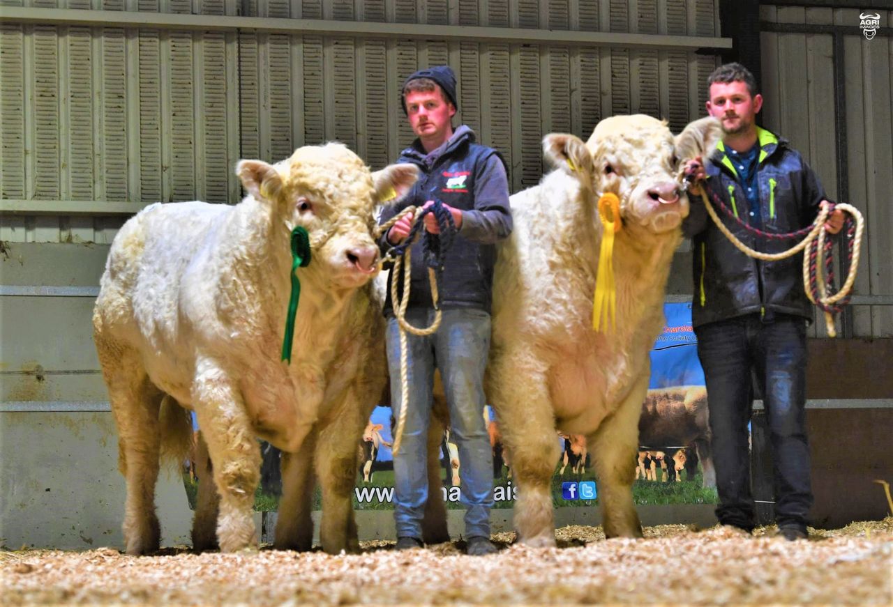 Mayo brothers secure €26,000 for 3 bulls at Christmas Cracker sale