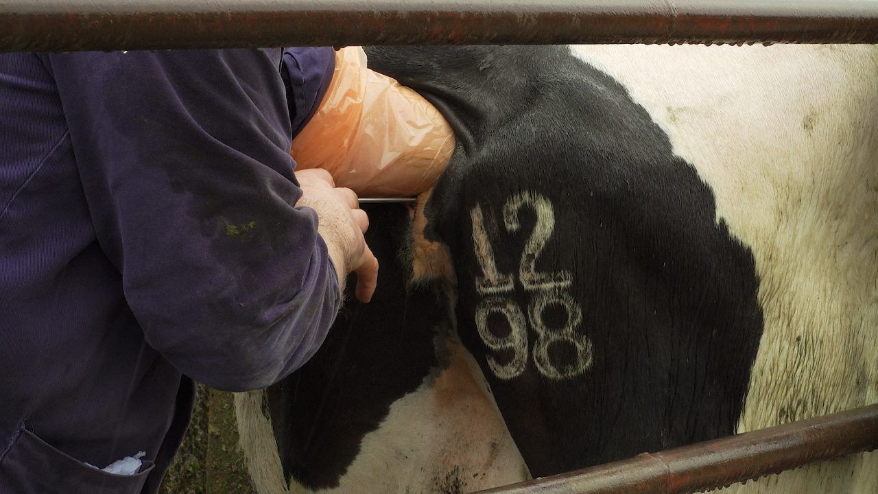 Is your breeding strategy a profitable one?
