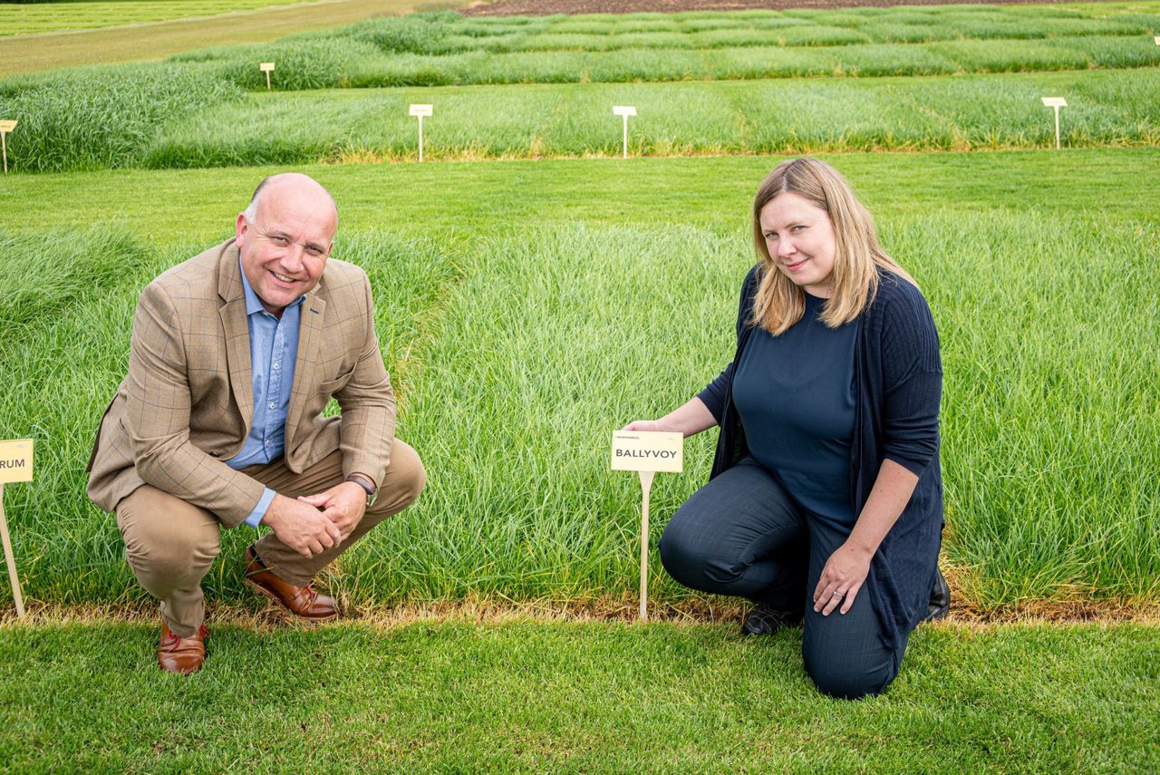 Ballyvoy and Dundrod - two new perennial ryegrass varieties from AFBI