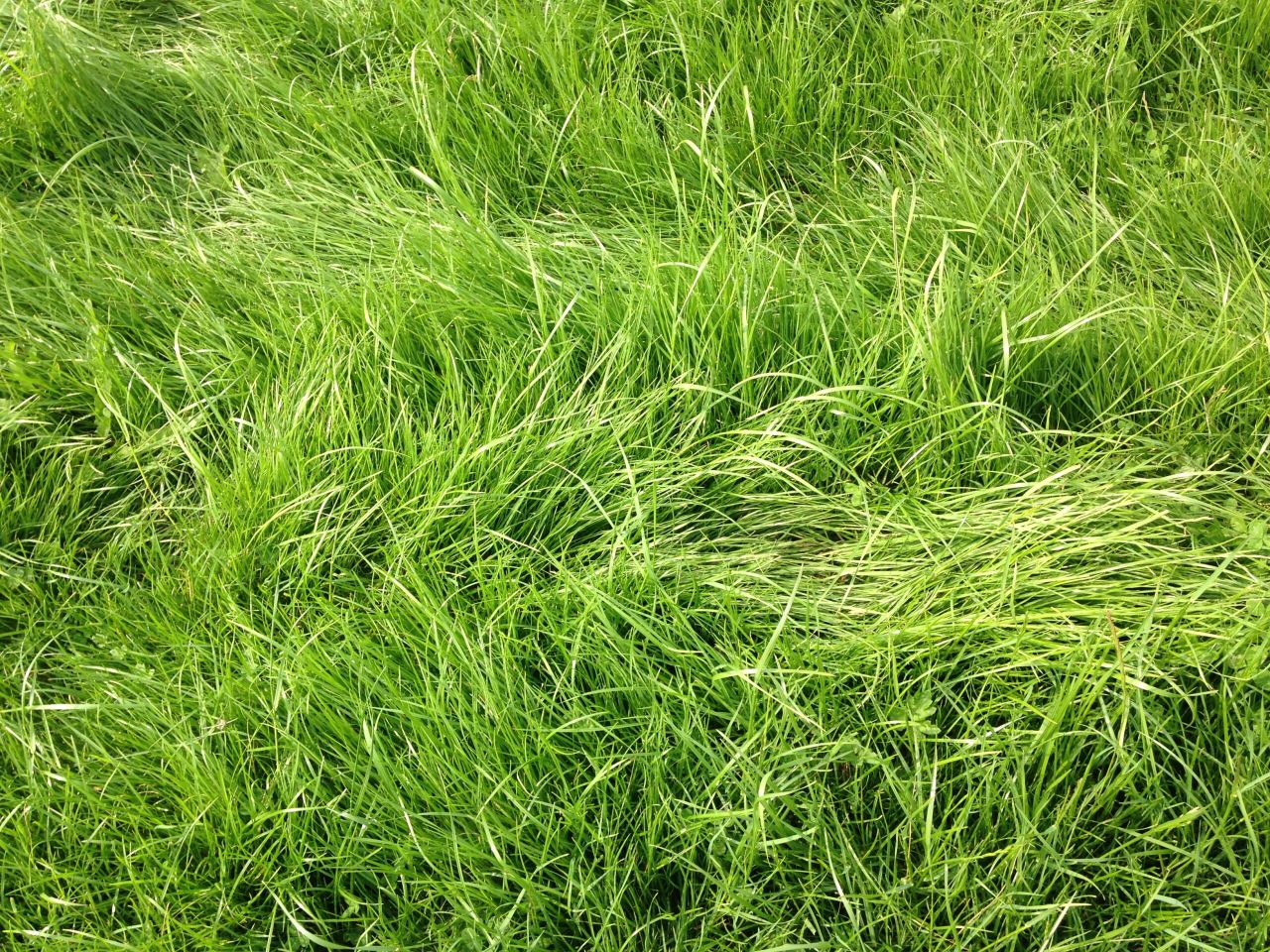 'Significant' improvements in grassland management still to be made