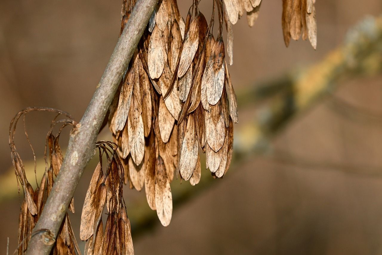 Kerrane: Ash dieback 'needs to be dealt with once and for all'