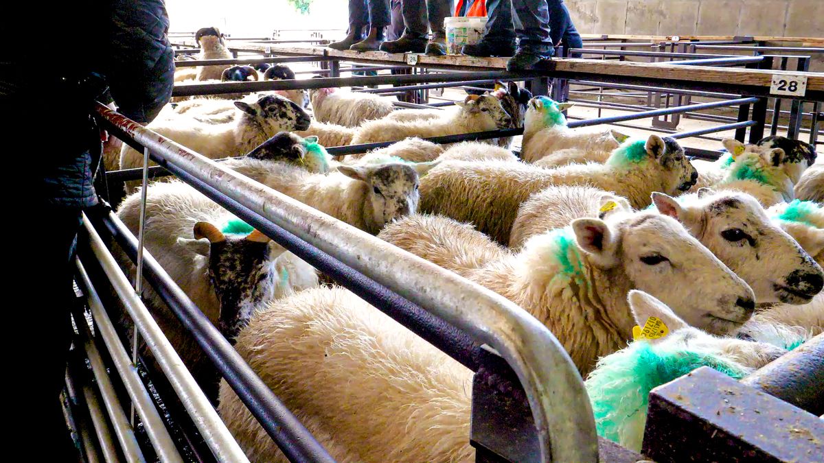 Sheep trade: Base prices for lambs and ewes move up 10c/kg