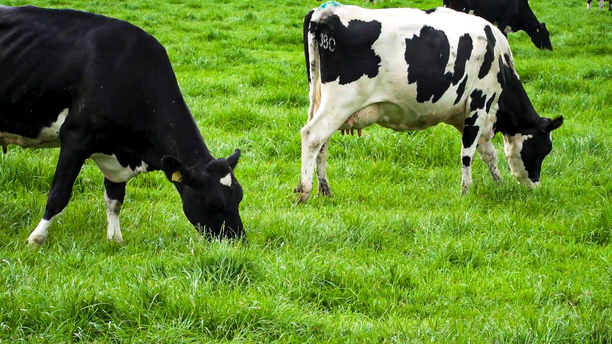 Should you continue grazing late into November?