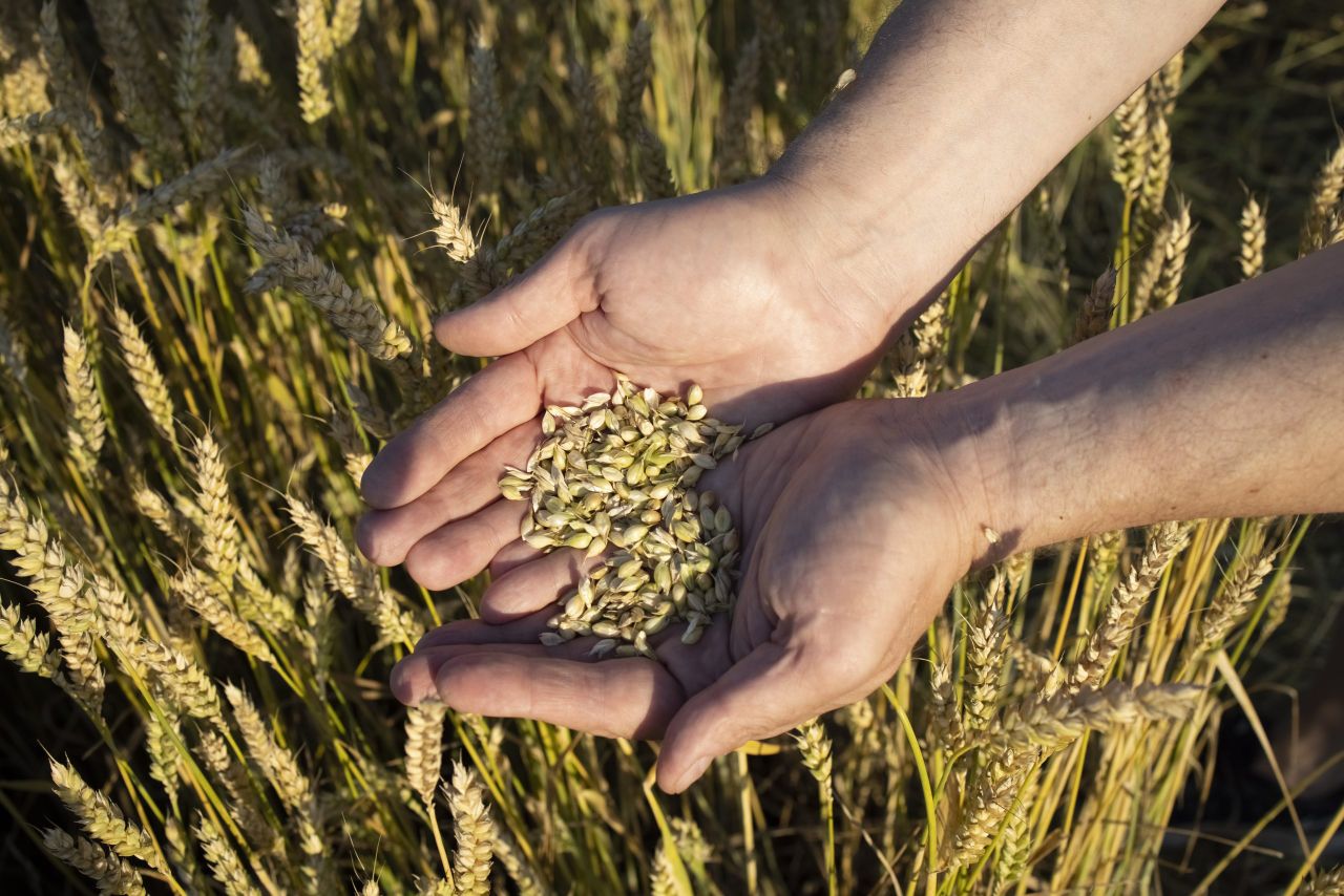 Wexford barley growers opt out of malting barley