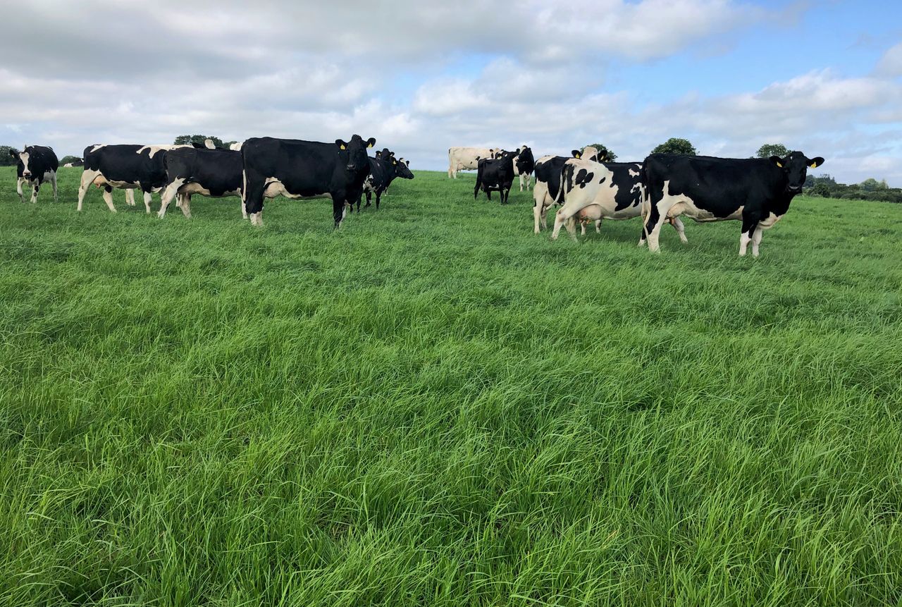 Grass growth: Time running out to build grass