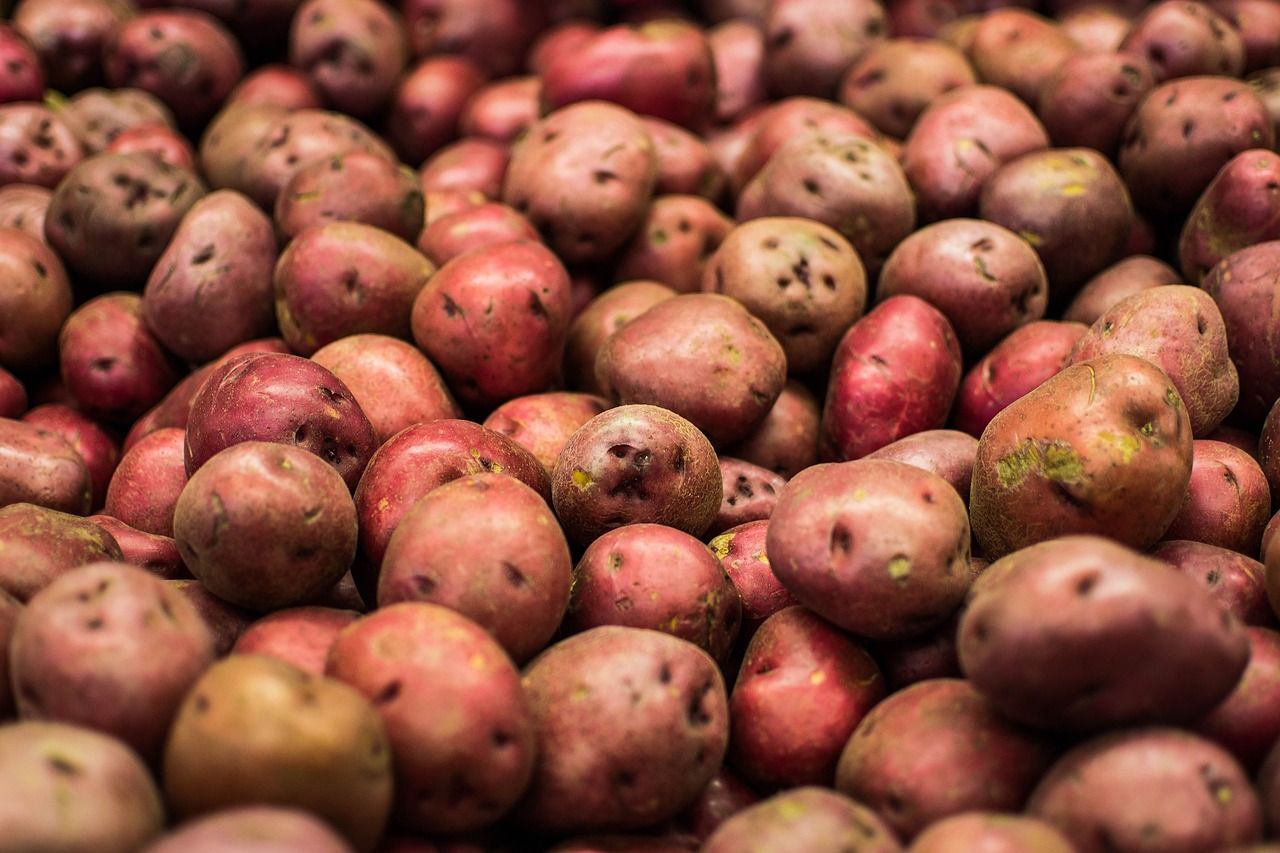 Ever wondered where the not so humble potato came from?