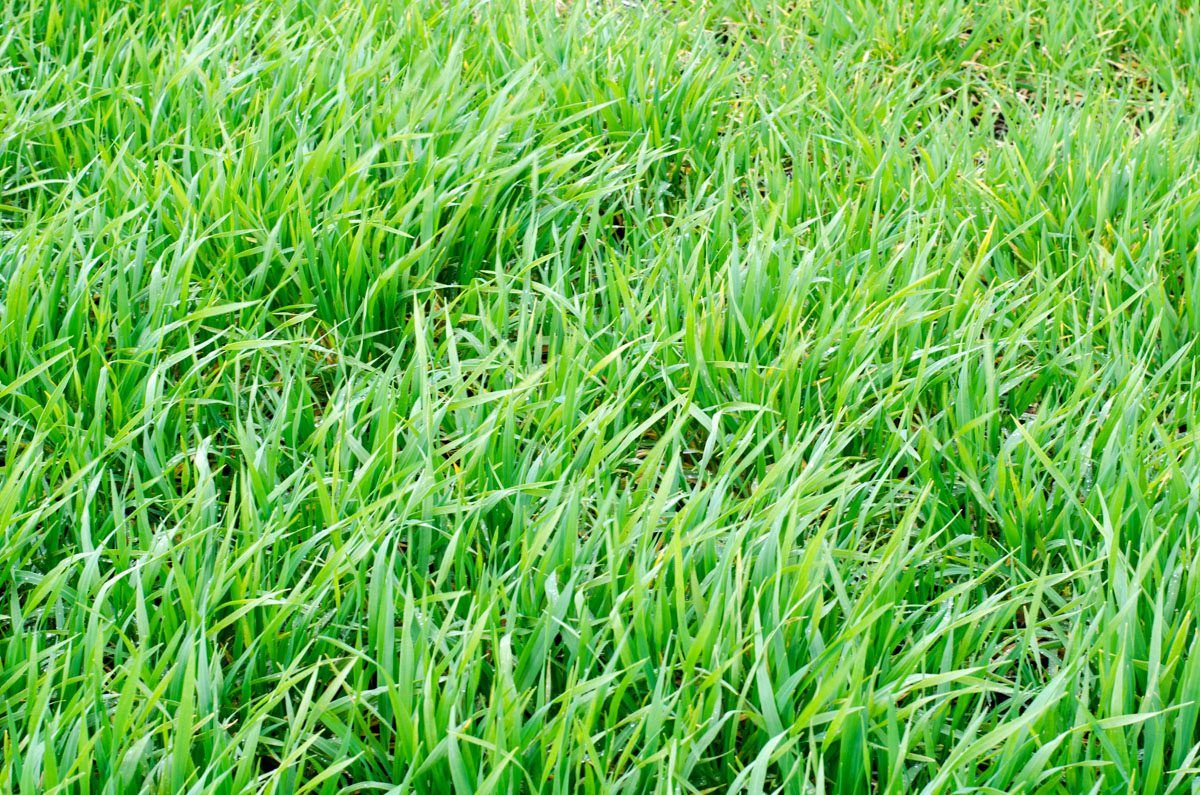 Tillage management: Identifying growth stages in your crops