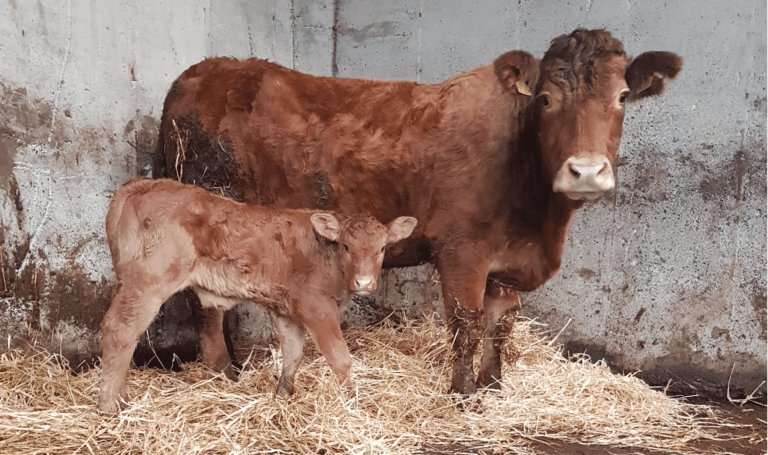 Farm labour in short supply as calving season approaches