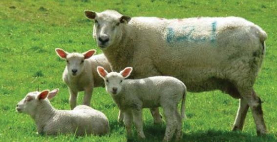 Schmallenberg threat fails to materialise