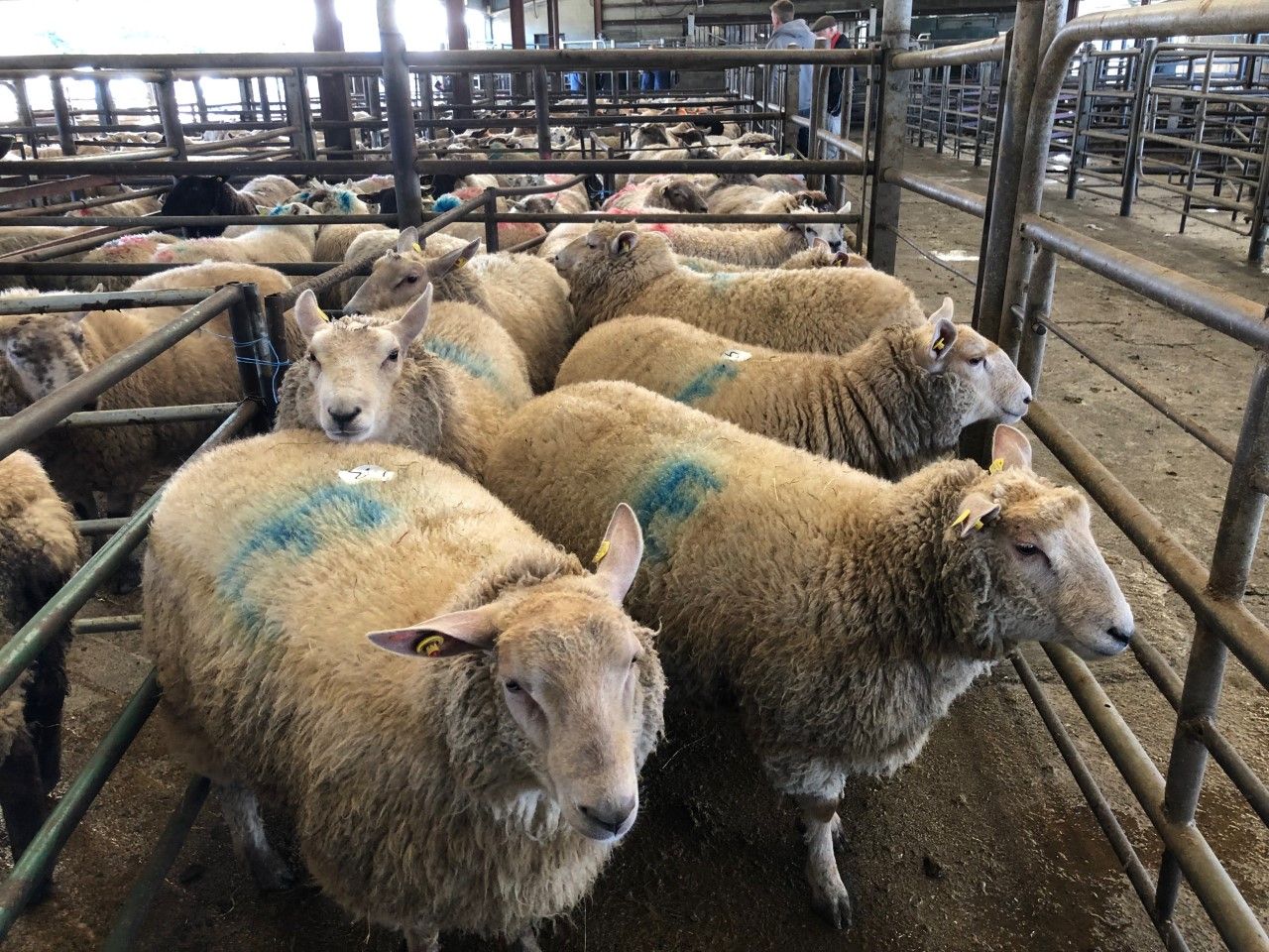 Sheep trade: Hogget quotes plummet, as spring lamb prices look set to come 'under pressure'