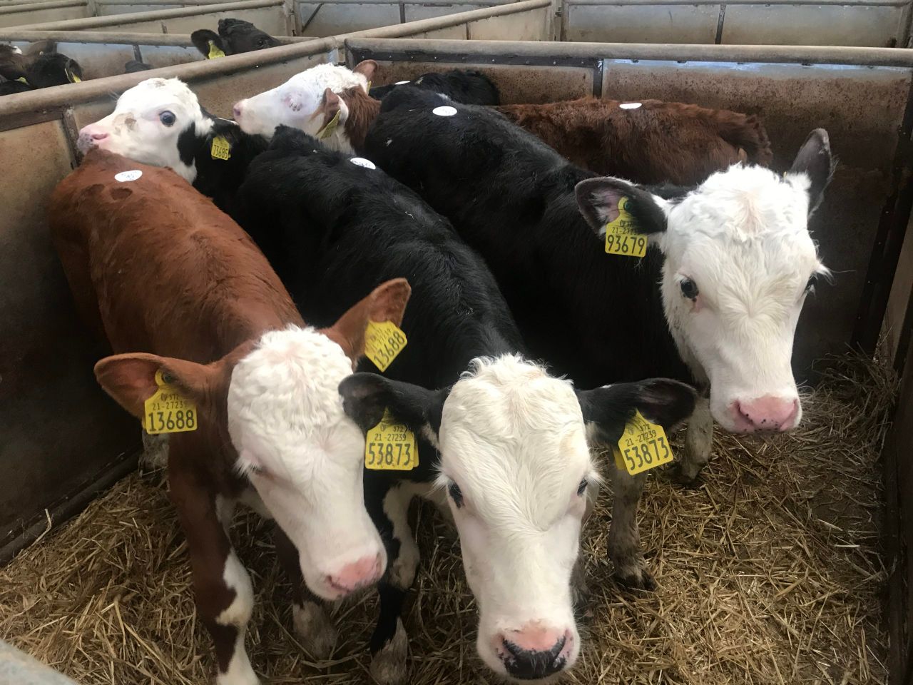 Calf trade remains strong at Bandon Mart