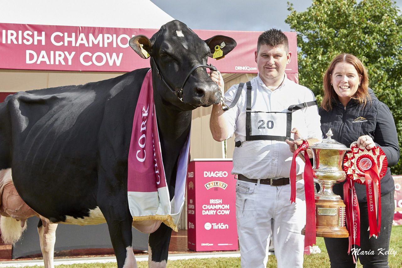 Coolroehouse Abbott Ann is the 2026 Baileys Champion Cow